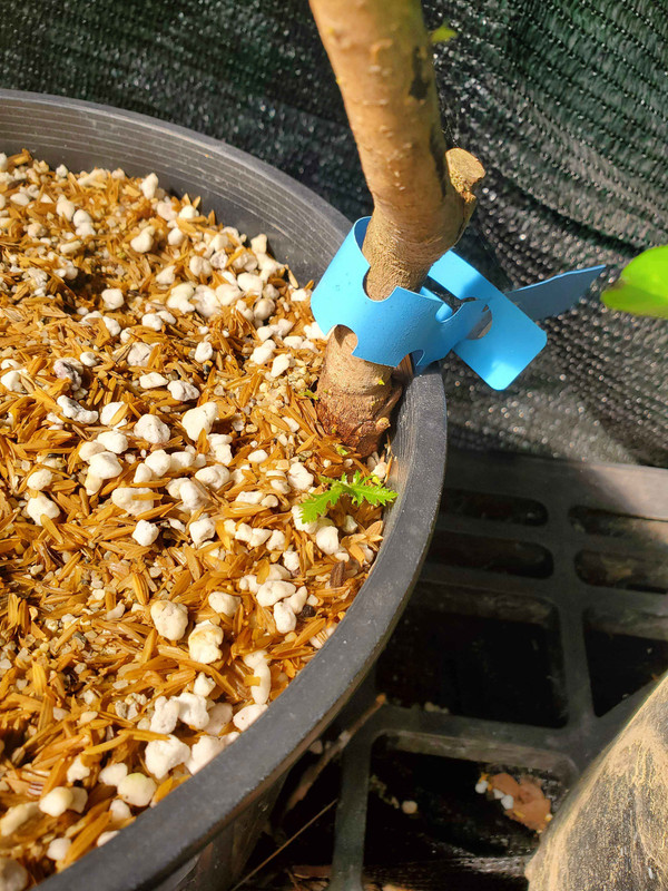 Biqi-rootstock-leaves