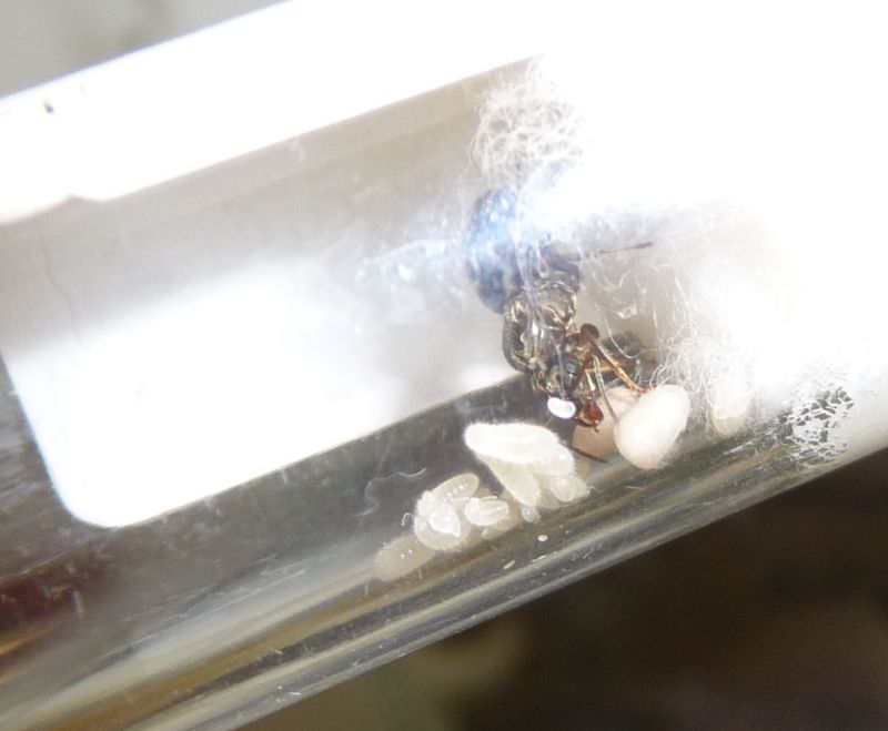 0508-Lasius.jpg