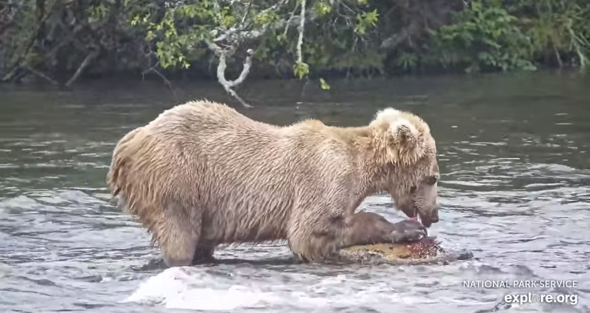 a brown bear eating a salmon in the middle of a river