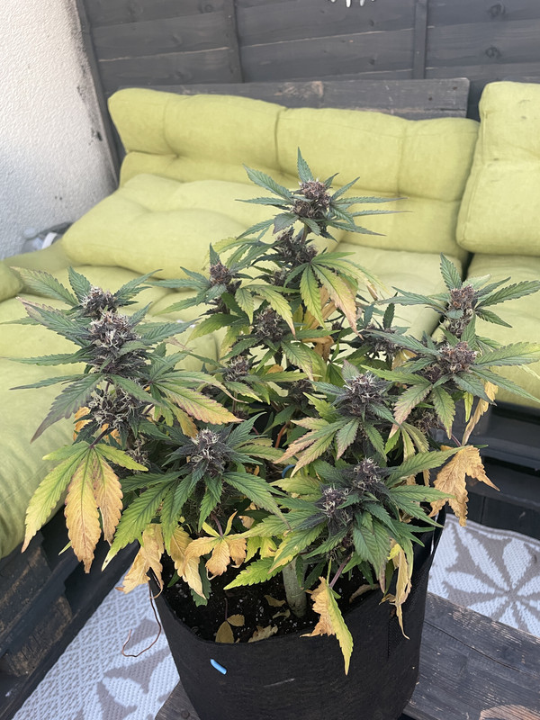 1BBC5481-D19C-4C6F-96D8-0688EC278D83