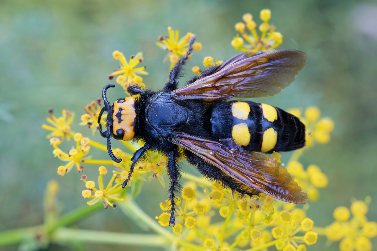 標本 Macrodontia flavipennis 61mm female Macrodontia flavipennis 61mm female - 標本