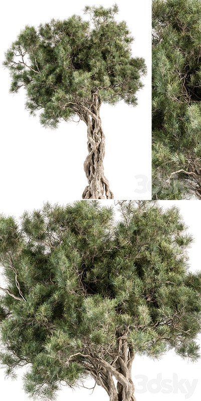 Tree Olive - Set 193