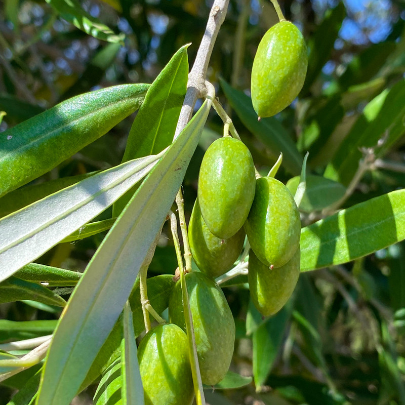 Coratina