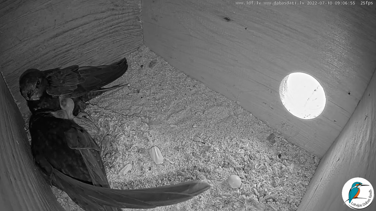 Svīre (Apus apus) Cēsu pils - LDF tiešraide _ Būris 2-46-0 screenshot