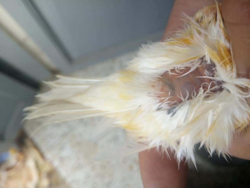 صورة