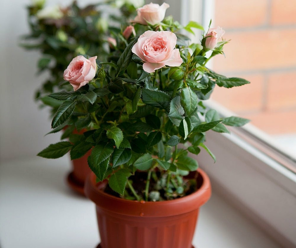 Комнатная роза и осенний период как сохранить зелень на растении