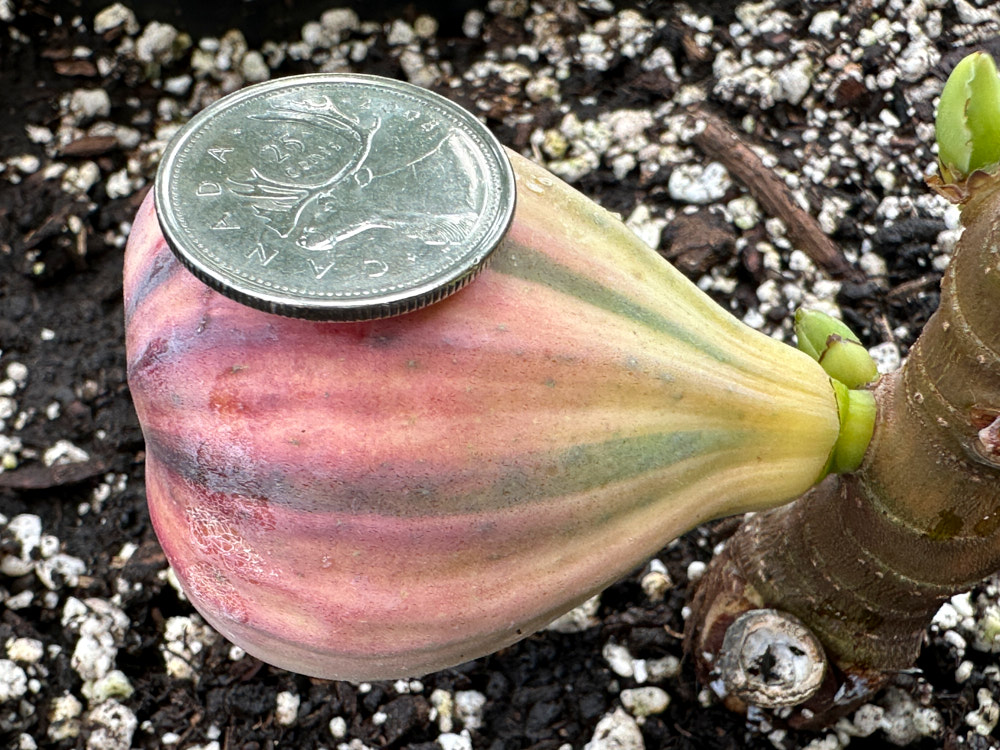 figs-90.jpg