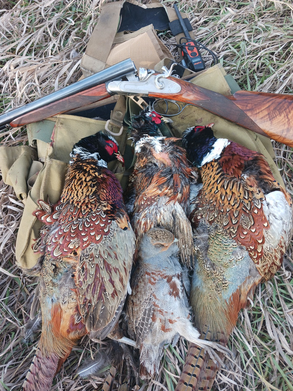 [Linked Image from i.postimg.cc]