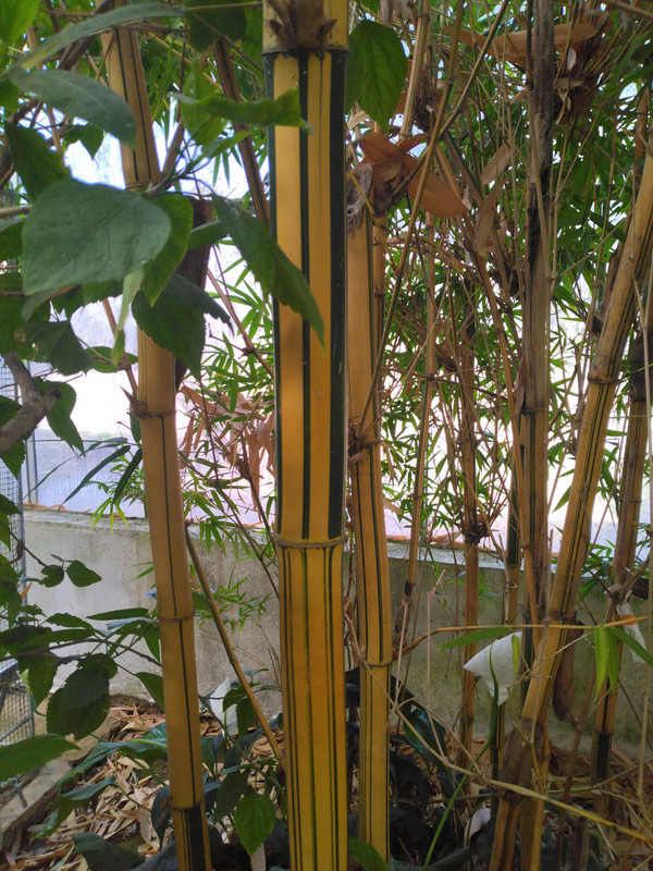 Bambusa ou phyllostachys  (6)
