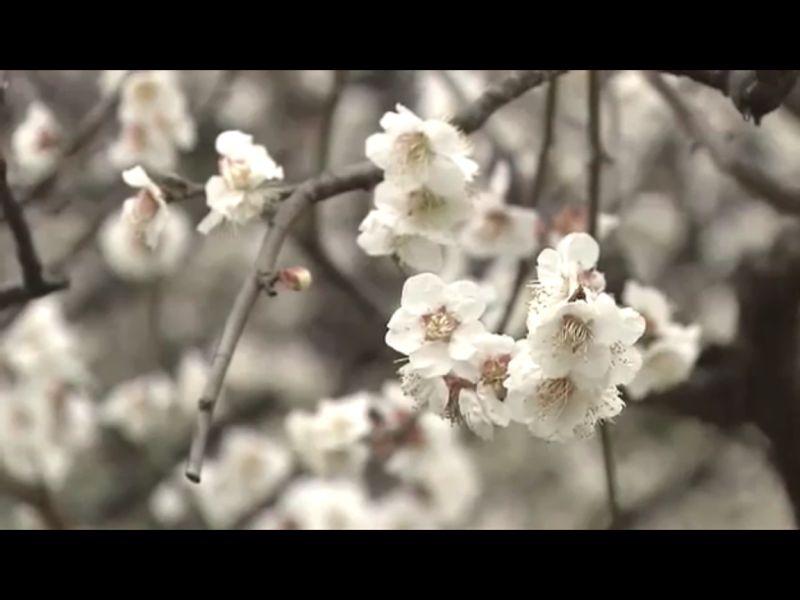 1602-c9-ep-16-Sakura-39-taiga-aoi