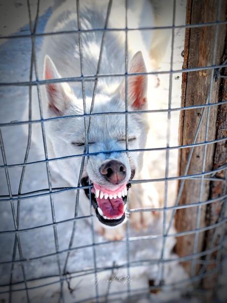 PARTE II - Auroras - 3.er reportaje por Laponia norte - Marzo 2025 (13)