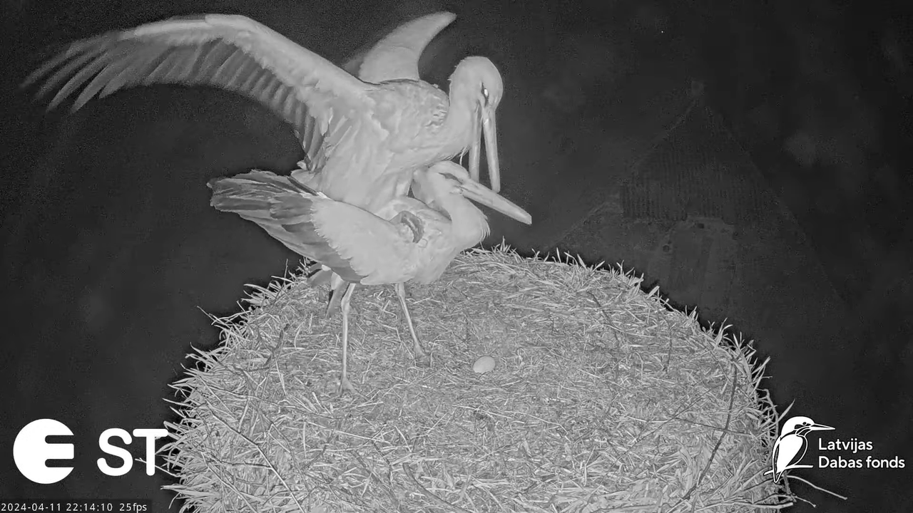 Baltie stārķi (Ciconia ciconia) Tukuma novadā - LDF tiešraide __ White storks in Tukums, Latvia 14-3