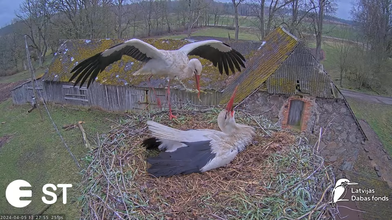 Baltie stārķi (Ciconia ciconia) Tukuma novadā - LDF tiešraide __ White storks in Tukums, Latvia 3-19