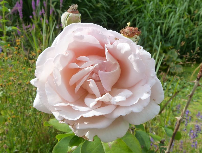 2013-07-19 Andre le Notre