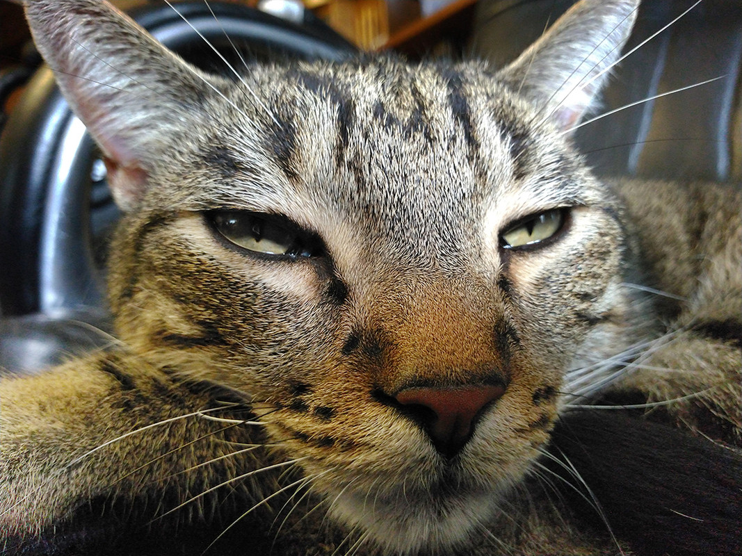tigger2.jpg