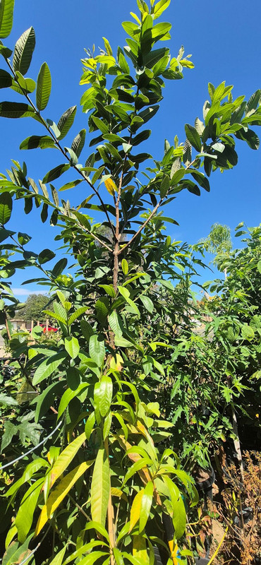 Allahaad India Red(Guava King) NOT pic408