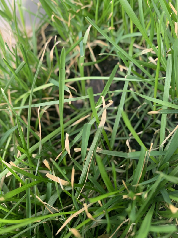 Is This Fertilizer Burn On My Kbg The Lawn Forum