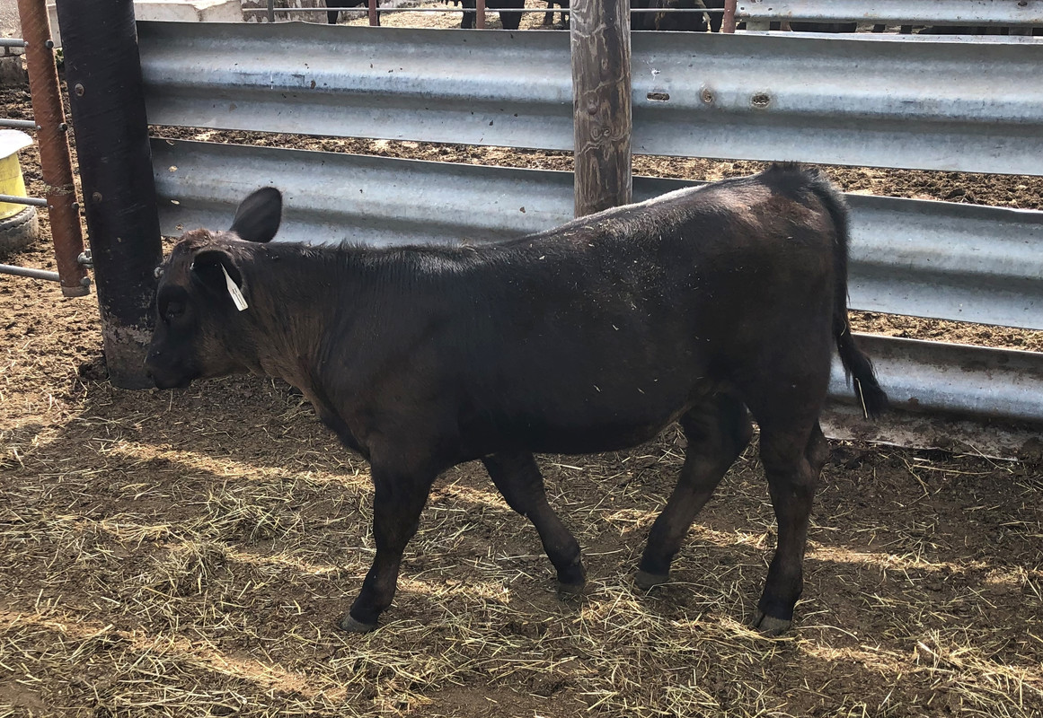 Boulder calf 2020-08-07 16.46.08