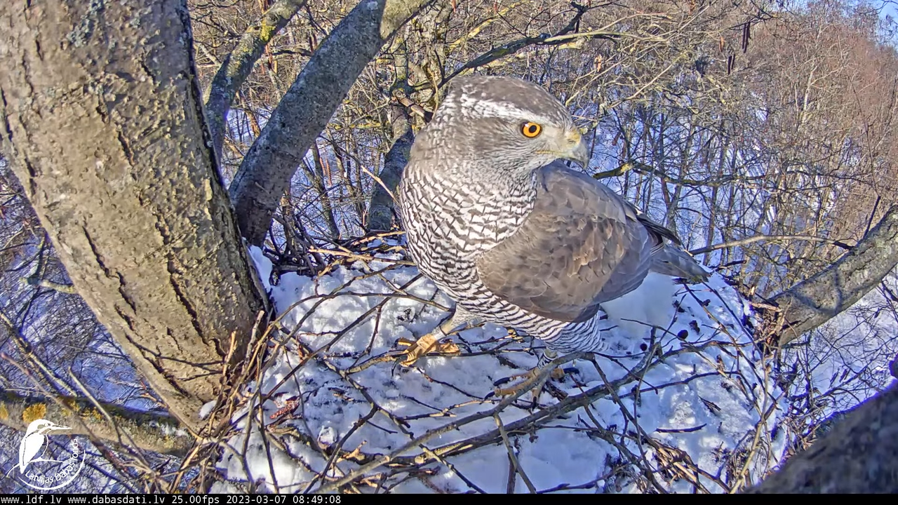 Vistu vanags (Accipiter gentilis) Rīgā - LDF tiešraide __ Goshawks, Riga, Latvia 11-10-13 screenshot