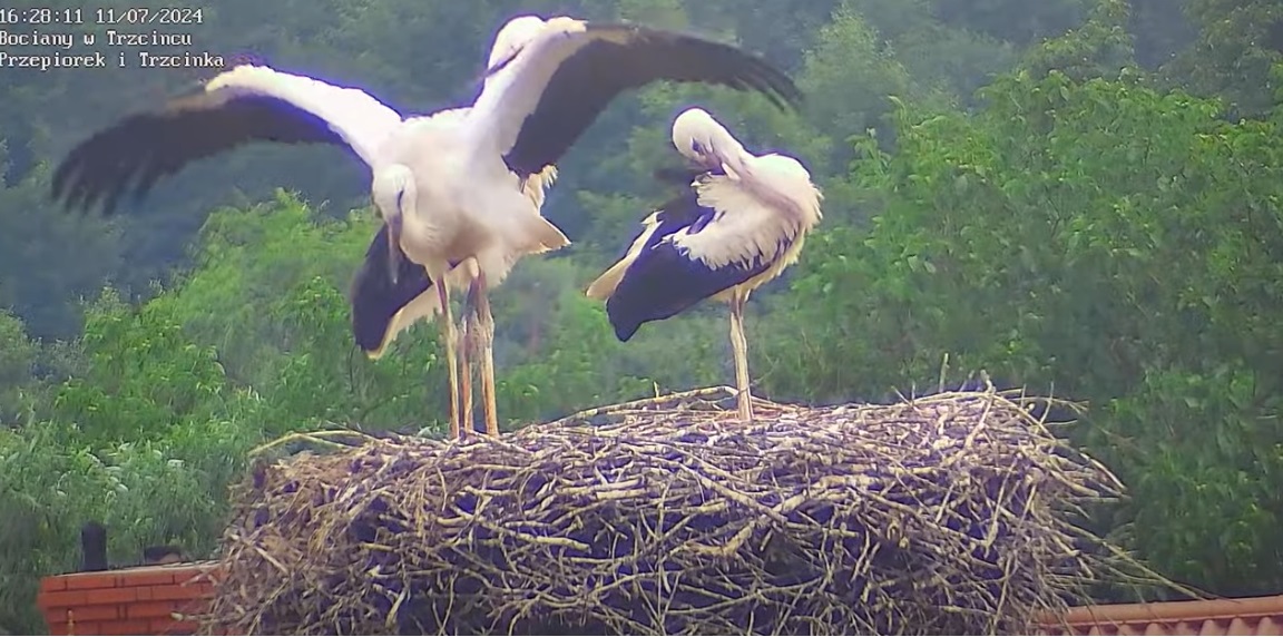 alejestemwielkibocian