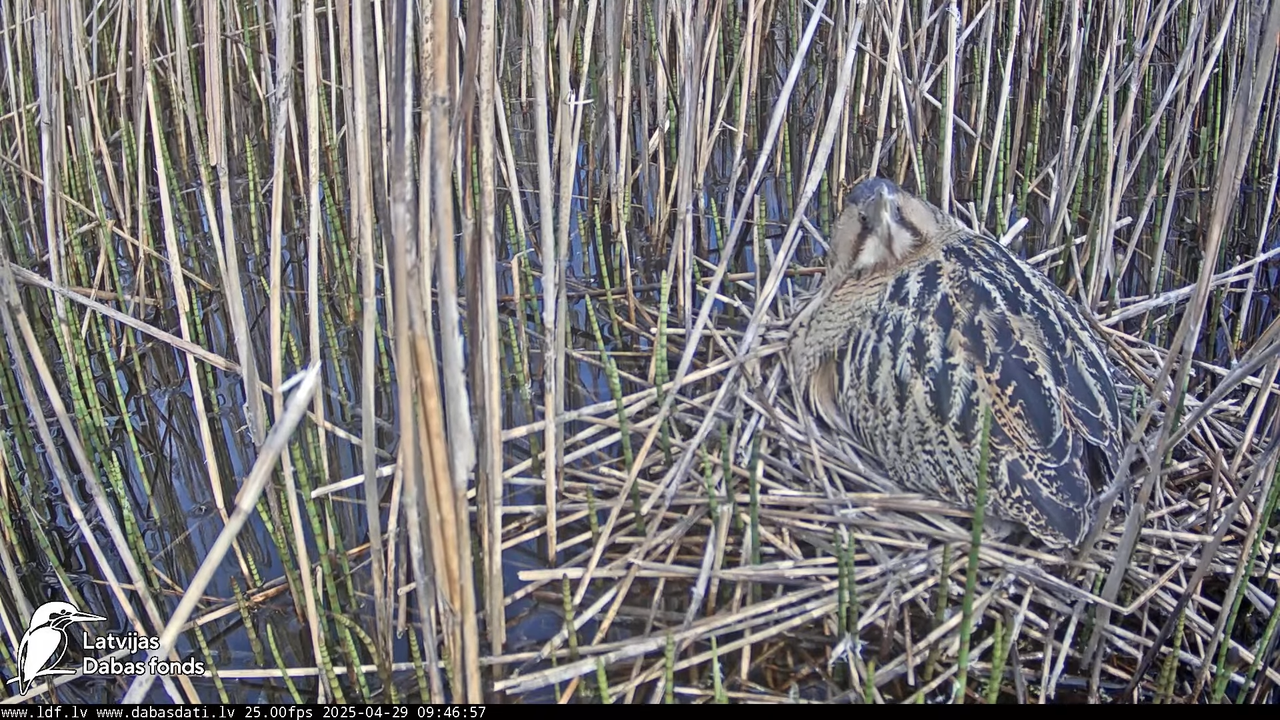 LDF Lielais dumpis (Botaurus stellaris) Zemītes pagastā 9-42-2 screenshot