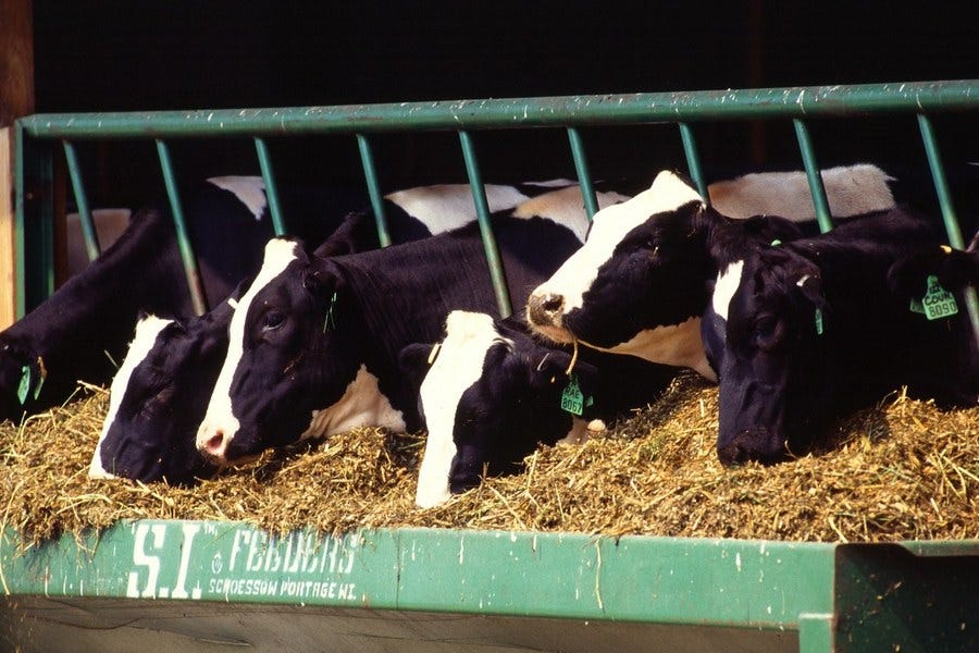 Start Smart Dairy Farming