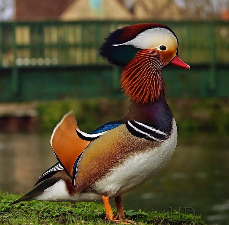 manderin-duck-April-HD.jpg