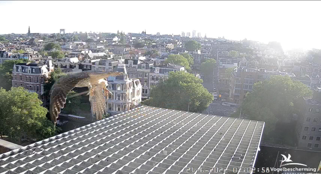 Amsterdam/Rijksmuseum screenshots © Beleef de Lente/Vogelbescherming Nederland - Pagina 30 Video-2022-06-21-070355-Moment-7