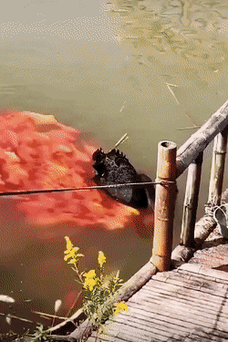 GIFs-22
