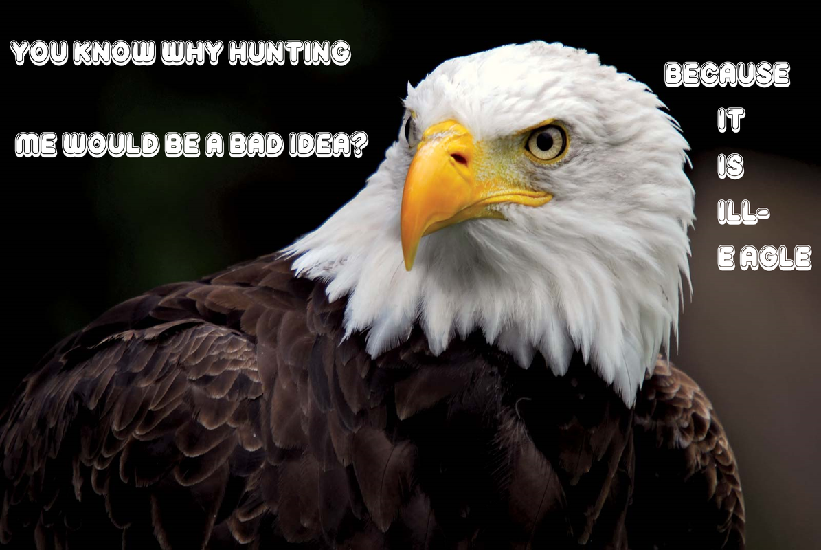 Bald-eagle1800.png