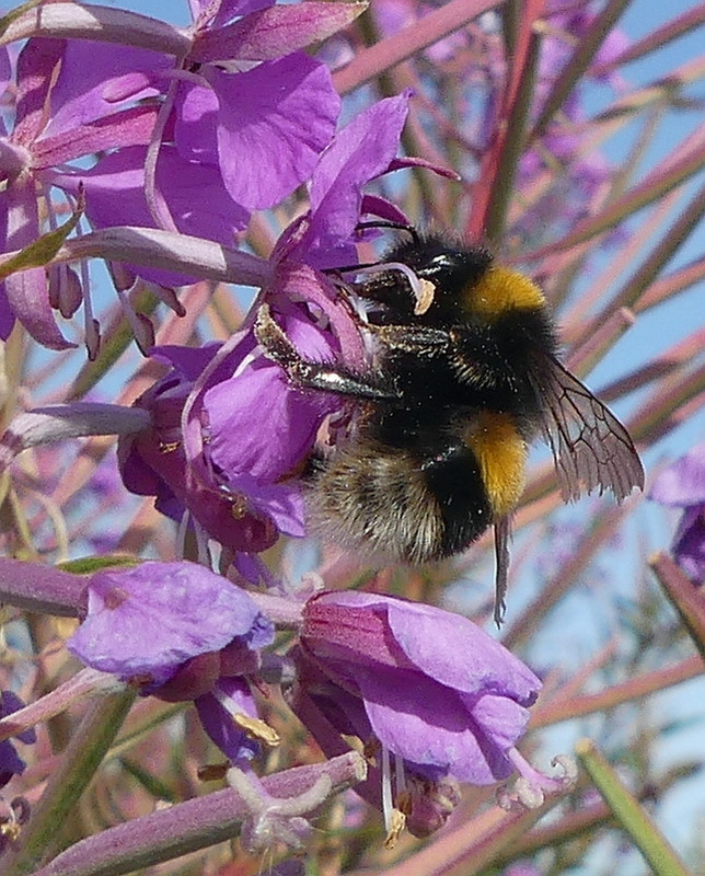 BEE INCOMING 6 110824