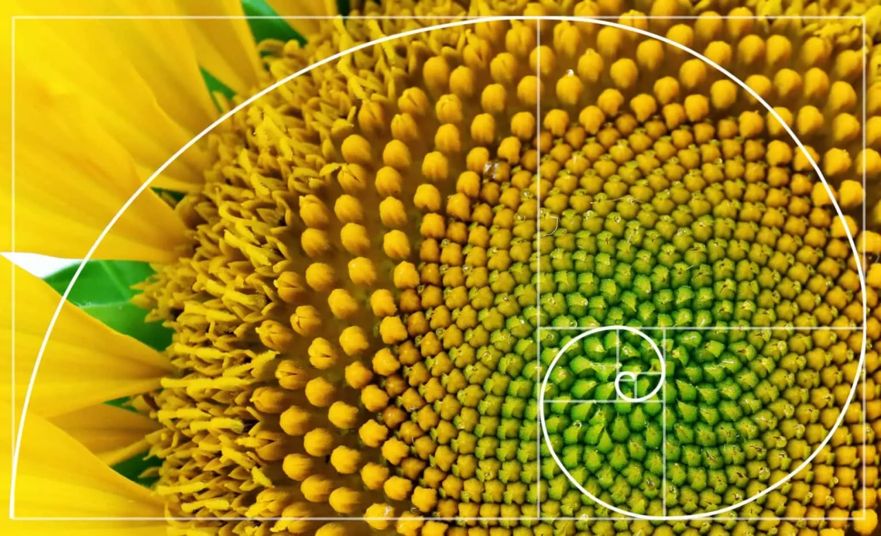 goldener Schnitt Sonnenblume