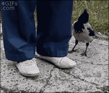 magpie-works-a-cunning-diversion.gif