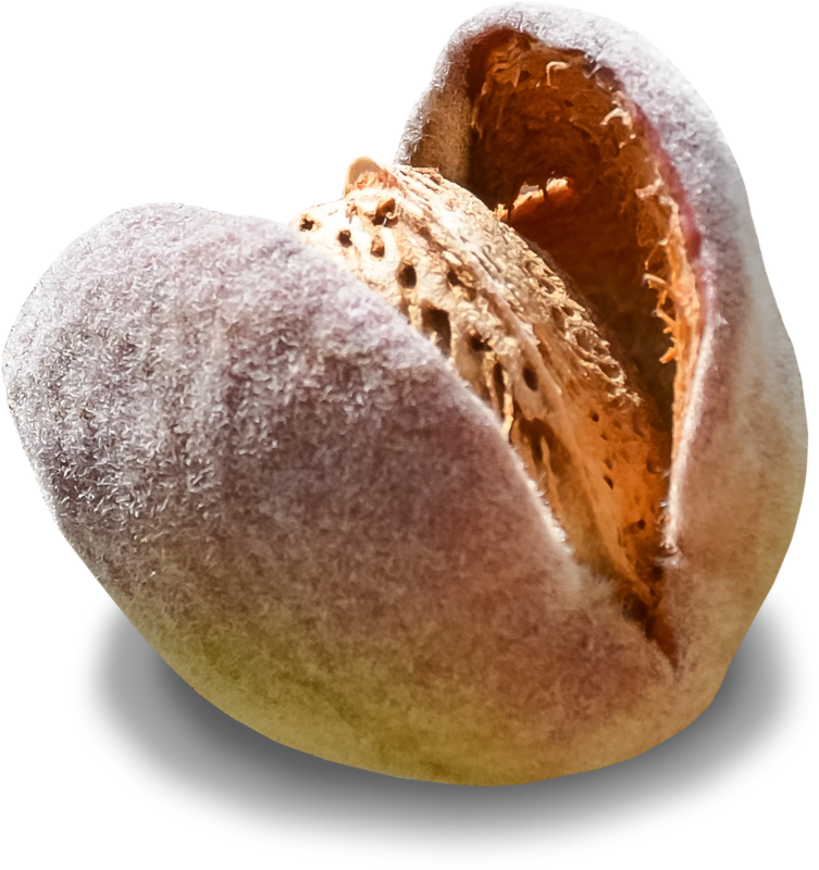 HSA_Botanical_Almond (2)