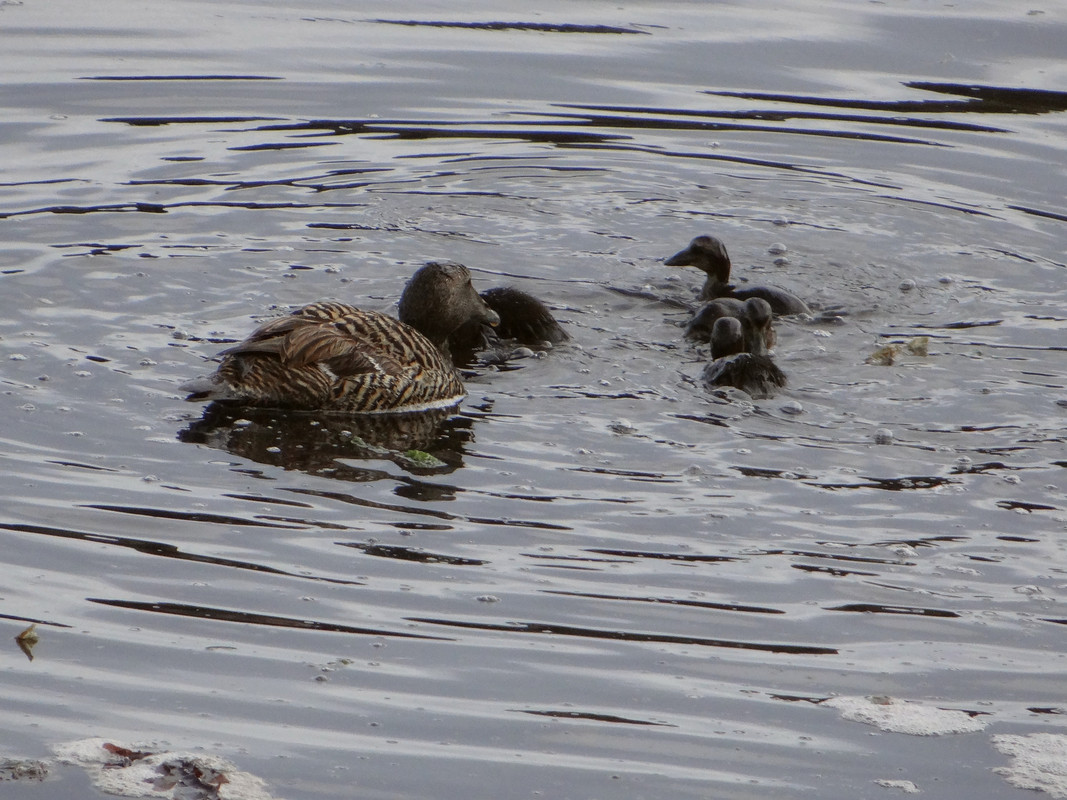 EIDER BROOD 8   220624