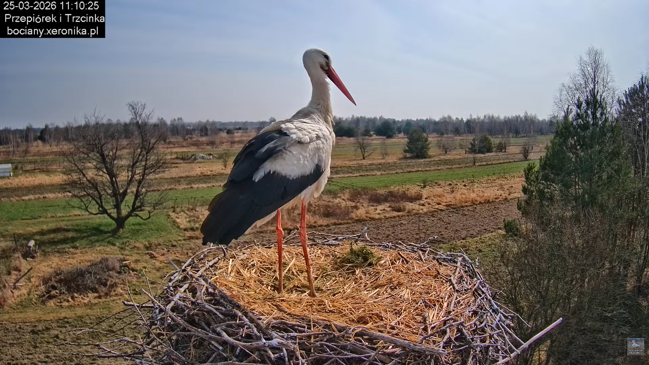 25032026bociany 21