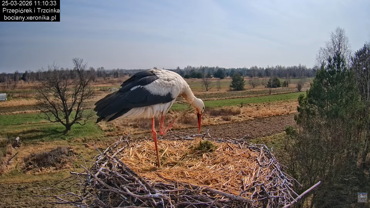 25032026bociany 22