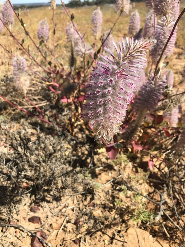 2019-Madigan-Line-Simpson-Desert-TRIP-2876.jpg