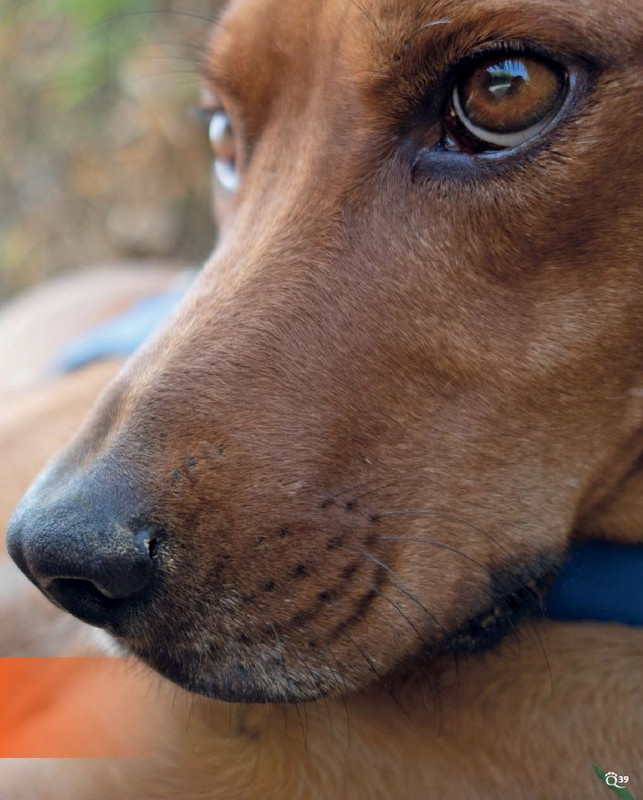 QuattroZampe Mag 2022 (2)