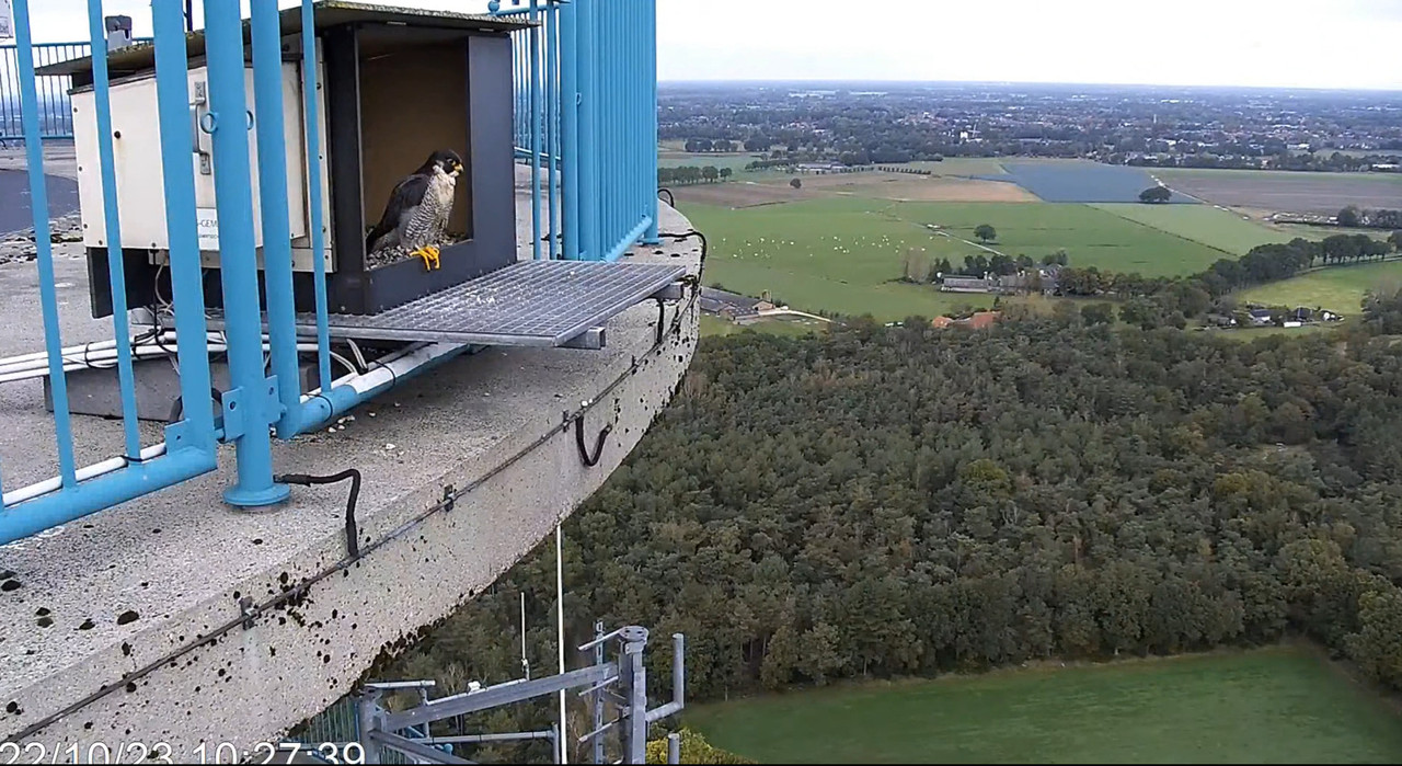 screenshots va 29 maart 2023 © VWGGemert/Vogelbescherming Nederland - Pagina 40 2023-10-22-120443