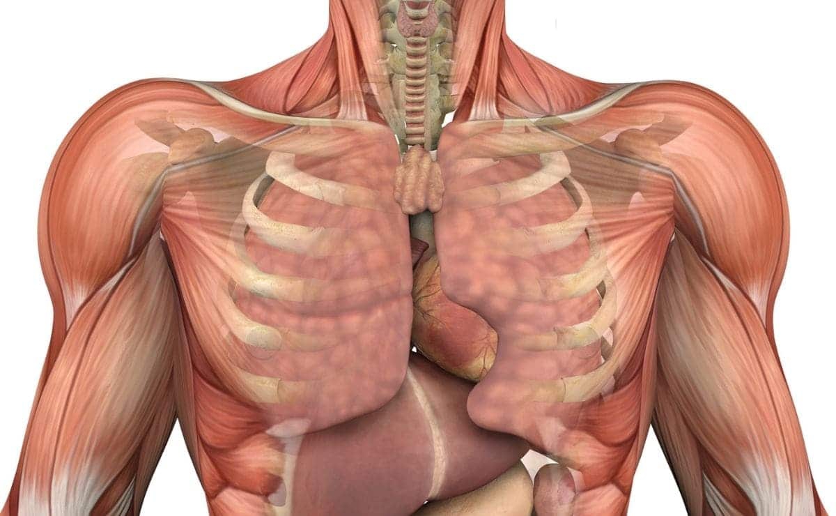 Vitamina D y sus beneficios para fortalecer la masa muscular