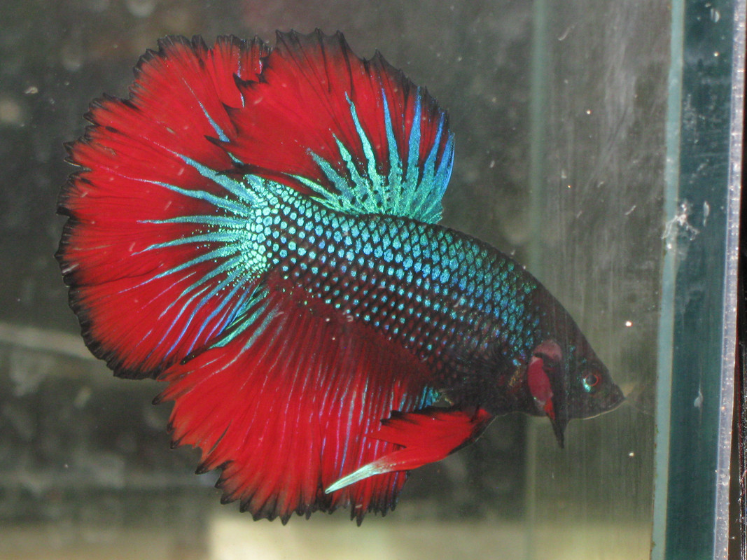 IMG_3941 110118 (10)