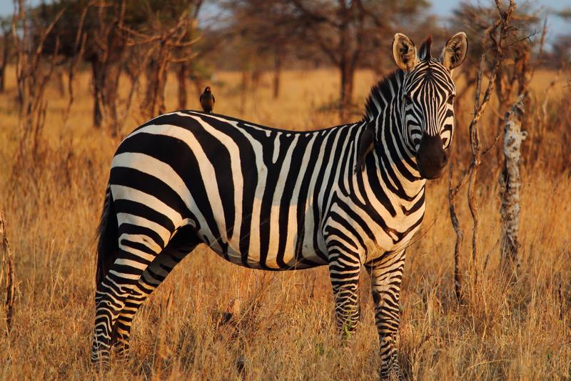 Kenya2019-Safari-103.jpg