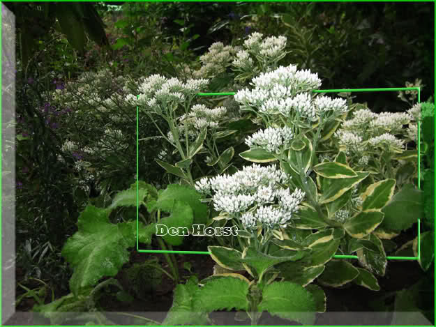 SEDUM-FROSTY-MORN-VETKRUID