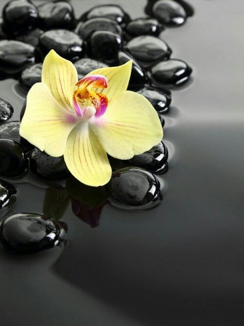 yellowflower.jpg