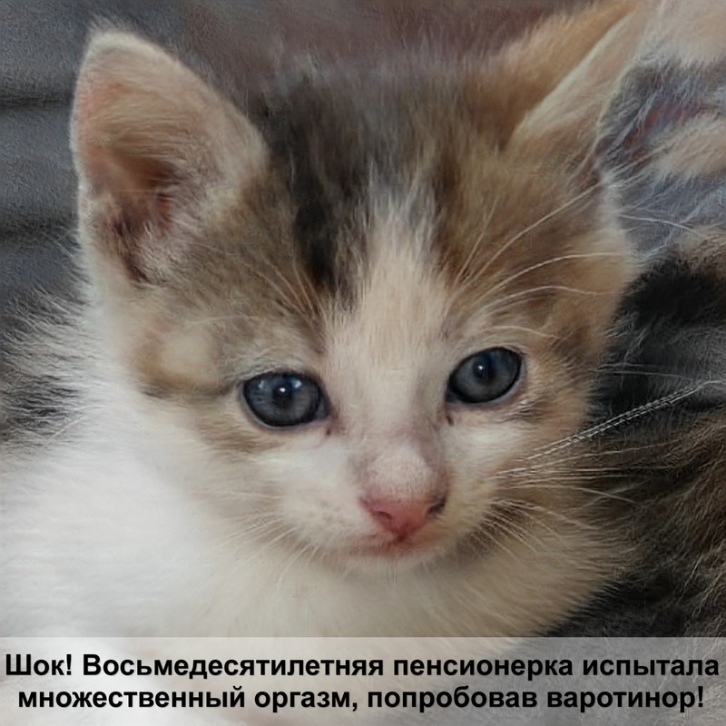 знаменитые кошки