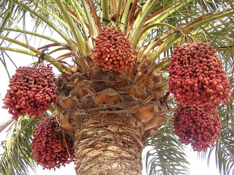 Финиковая пальма секреты цветения и плодоношения