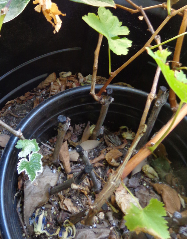 Var-Grape-Leaves1