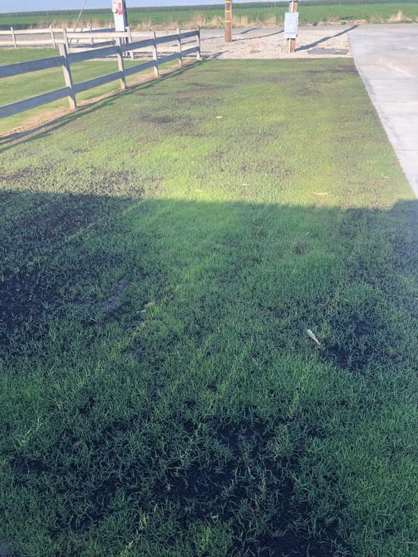 Blackjack Bermuda results Lawn Care Forum