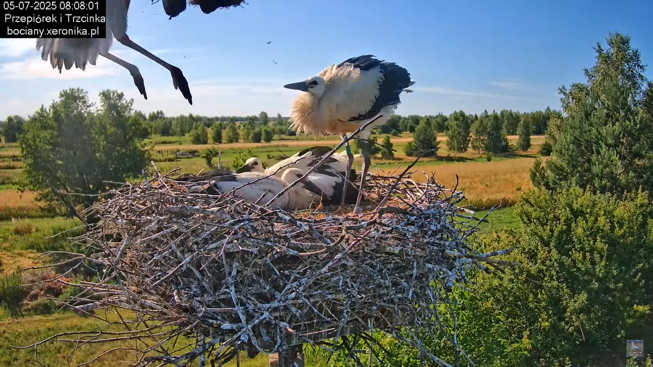 05072025bociany23